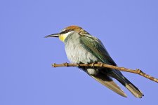 Bee-eater 1.jpg