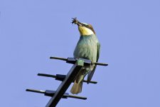 Bee-eater 5.jpg