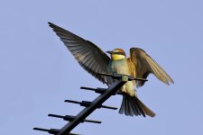 Bee-eater 7.jpg