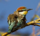 Bee Eater_MG_1662.jpg