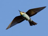 Bee Eater_MG_2272.jpg