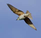 Bee Eater_MG_2339.jpg