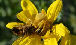 Spider on Bee.jpg