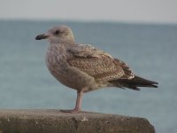 Herring or Lesser Black-backed Gull IMG_2924.JPG