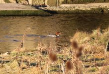 goosander.JPG