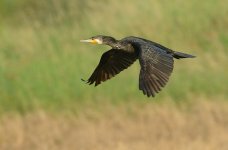 great cormorant flight D800 300mm 58433691.jpg
