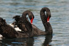 Black Swan Pr2s.JPG