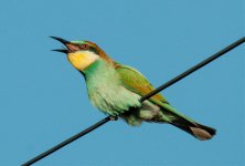 Bee-Eater-1.jpg