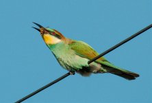 Bee-Eater-2.jpg