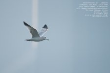 gull, yellow-legged019.jpg