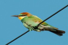 Bee-Eater-3.jpg