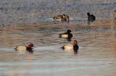 Tufted Duck.jpg