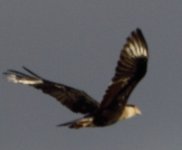 caracara1.jpg