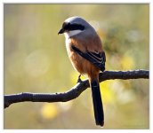 Long%20Tailed%20Shrike-XL.jpg