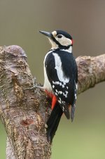 Great_Spotted_Woodpecker.jpg