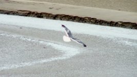 gull_id.jpg