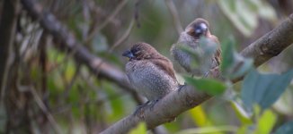 DSCN2991 Scaly-breasted Munia.jpg