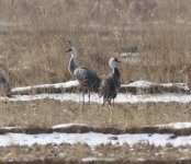 Hooded Crane.jpg