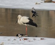 Oriental Stork.jpg