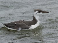 Guillemot_MG_2860.jpg