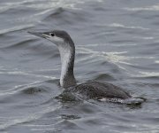 Red Throated Diver_MG_2474.jpg