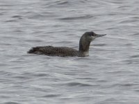 Red Throated Diver_MG_2572.jpg