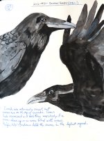 0036-G15-CommonRavenSketches-Dec,12.jpg