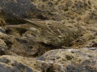 Rock Pipit_MG_2752.jpg