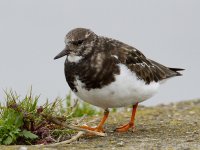 Turnstone_MG_2647.jpg