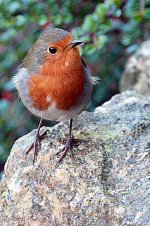 A winter robin.jpg