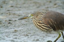 chinese pond heron V1 zm stx95 DSC_6204.jpg