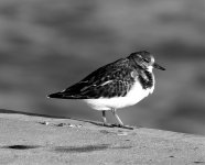 DSC04347 (2) turnstone and poo.jpg