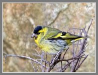 Siskin%20%28M%29-XL.jpg