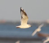 Saunders Gull 2.jpg