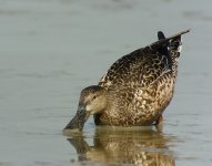 northern shoveler fem feed rx100 stx95 DSC06248.jpg