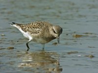 grey plover feed DB rx100 stx95 DSC06385.jpg