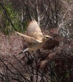 Wheatear-RioSavane-25Dec12-IMG_0627-cp90.jpg