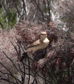 Wheatear-RioSavane-25Dec12-IMG_0636-cp99.jpg