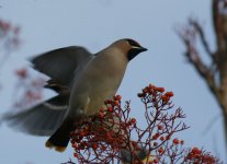 Waxwings Kincorth_101112a.jpg