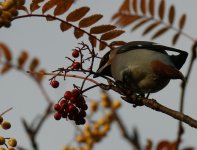 Waxwings Kincorth_101112b.jpg