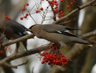 Waxwings Kincorth_101112c.jpg