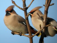 Waxwing11.jpg