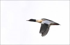 Male Goosander 800.jpg