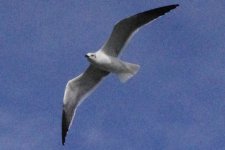 Tern-001.jpg