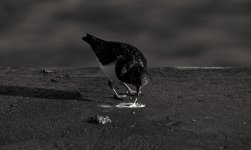 DSC04217 (2) turnstone eats poo (1024x612).jpg