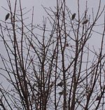 waxwing2.jpg