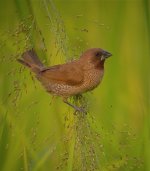 DSCN2585 Scaly-breasted Munia.jpg