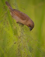 DSCN2583 Scaly-breasted Munia 2.jpg