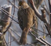 Golden Crowned Sparrow.JPG