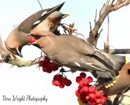 waxwing3.jpg